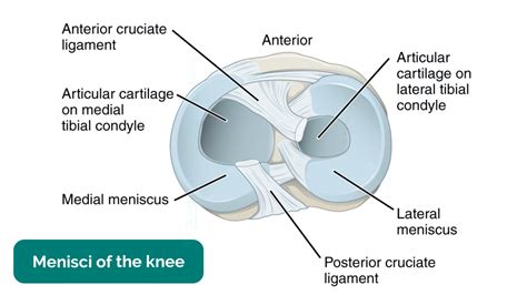 menisci knee test anatomy